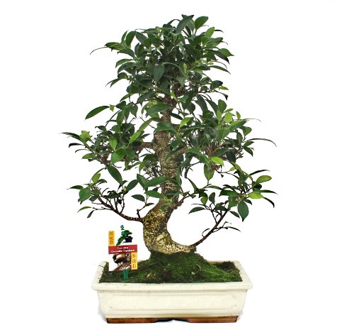 startseite / blumen & pflanzen / zimmerpflanzen / bonsai / bonsai
