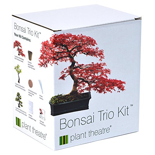 bonsai-trio von plant theatre ? 3 unverwechselbaren bonsai-bäumen